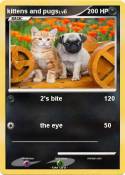kittens and