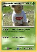 labradoodle en