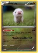 baby pig