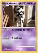 dogue allemand