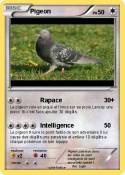 Pigeon