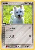 westie