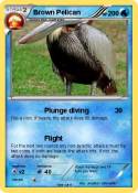 Brown Pelican