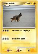 briard trollolo