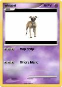 whippet