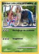 bearded collie