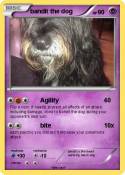 bandit the dog