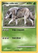 border collie