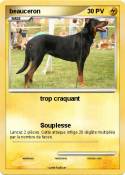 beauceron