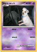 dog in car
