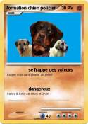 formation chien
