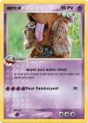 abricot