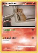 surender kitten