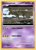 greyhound mix