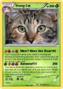 Young Cat