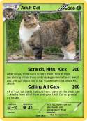 Adult Cat
