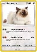 Birman cat