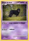 dogue du tibet