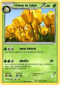 champ de tulipe