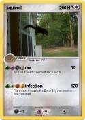 squirrel