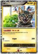 cat