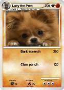 Lucy the Pom