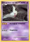 chat qui buzz