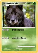border collie