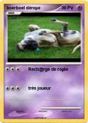 boerboel déroµe