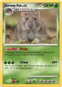 Norway Rat