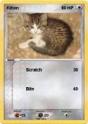 Kitten