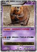 bóbr
