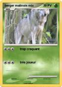 berger malinois