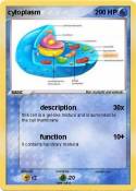 cytoplasm