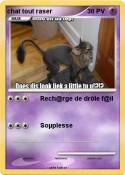 chat tout raser