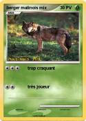 berger malinois