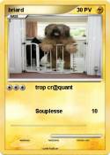 briard