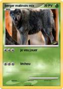 berger malinois