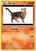 the cat