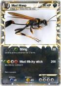 Mud Wasp