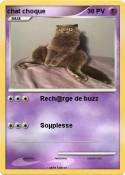 chat choque