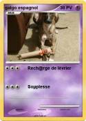 galgo espagnol