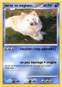 terrier de