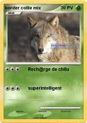 border collie