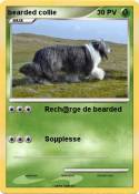 bearded collie
