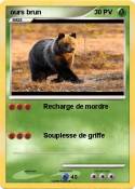 ours brun
