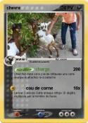 chevre