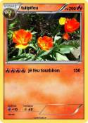 tulipifeu