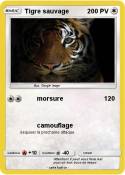 Tigre sauvage