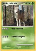 border collie